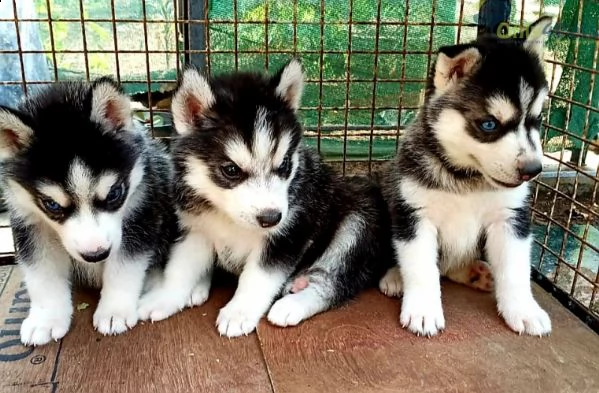  vendita cucciolo disponibili splendidi cuccioli husky