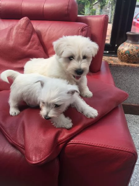 regalo adorabili cuccioli  west highland terrier bianco  femminucce e maschietti