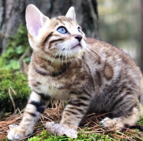 adorabili gattini bengala maschi e femmine in cerca di una nuova casa contattaci per maggiori inform | Foto 2