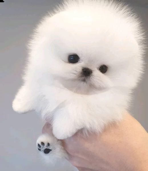 cuccioli di pomerania toy