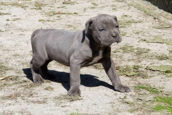 vendita cucciolo bellissimi cuccioli di cane corso 