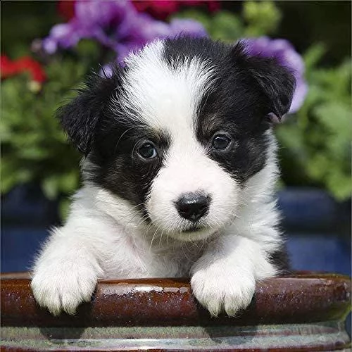 vendita cucciolo cuccioli border collie tricolor blu merle sable nero marrone