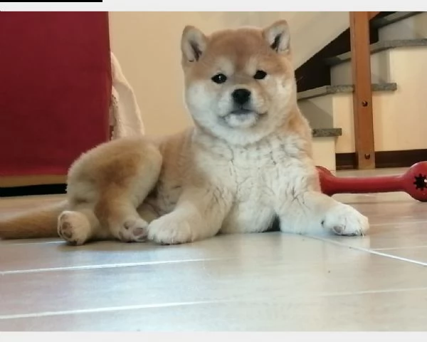 vendita cucciolo cuccioli di shiba inu con pedigree