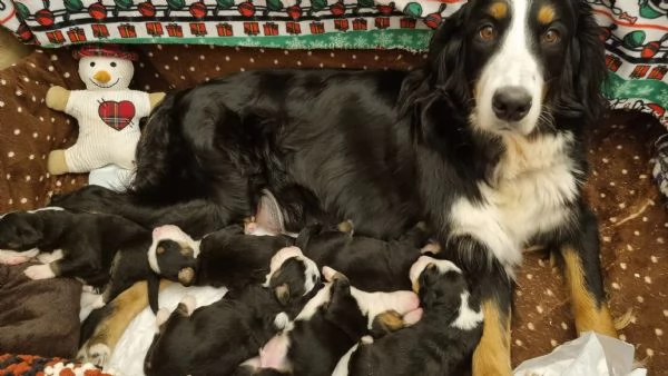 Cucciola di bovaro del bernese  | Foto 1