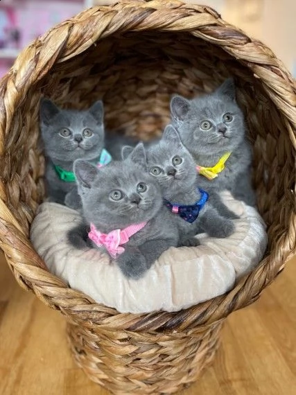 russian blue gattini