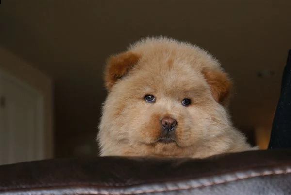 vendita cucciolo chow chow da privato