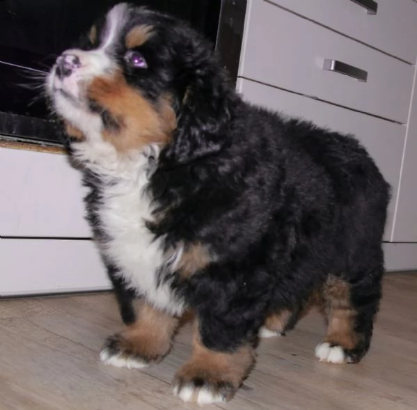 vendita cucciolo cuccioli bovaro del bernese pedigree