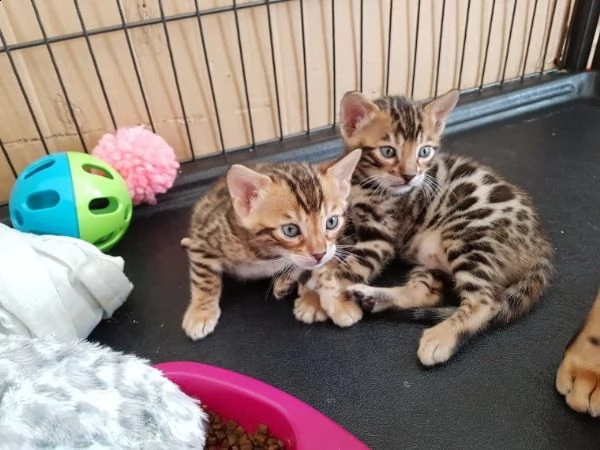 bellissimi gattini del bengala, carini e sani, disponibili per l'adozione