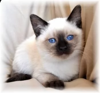 bellissimi gattini del siamese carini e sani, disponibili per l'adozione.