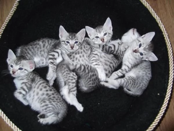 bellissimi gattini del  egyptian mau   carini e sani, disponibili per l'adozione.