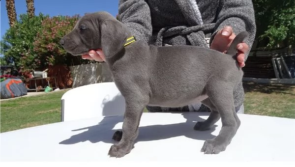 cuccioli di weimaraner per adozione