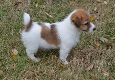 bellissimi cuccioli di jack russell terrier con pedigree, tricolori, bianco-arancio o completamente 