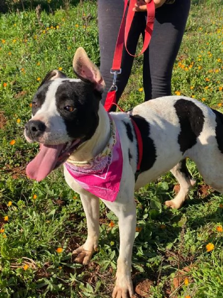 Keisy la dolcissima cagnolina che aspetta una famiglia  | Foto 5