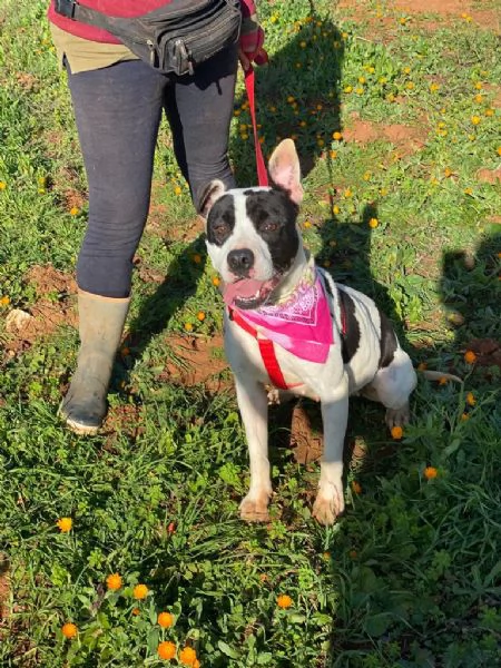 Keisy la splendida cagnolina che aspetta una famiglia  | Foto 6