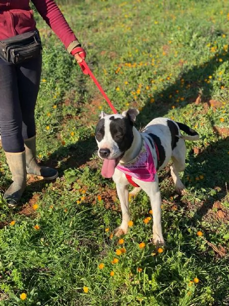 Keisy la splendida cagnolina che aspetta una famiglia  | Foto 4