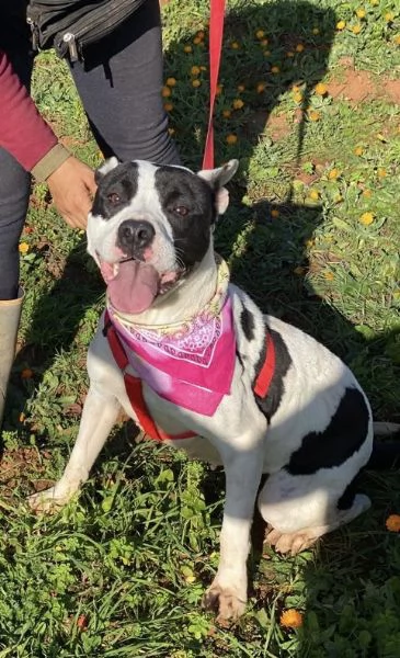 Keisy la splendida cagnolina che aspetta una famiglia  | Foto 3