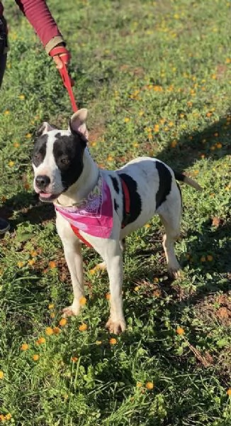 Keisy la splendida cagnolina che aspetta una famiglia  | Foto 0