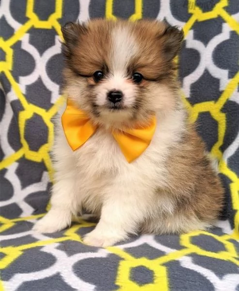  regalo pomerania cuccioli (maschio e femmina)