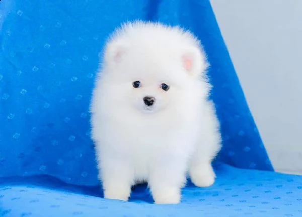 regalo pomerania cuccioli (maschio e femmina)