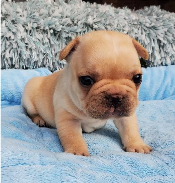  cuccioli di bulldog francese per l'adozione