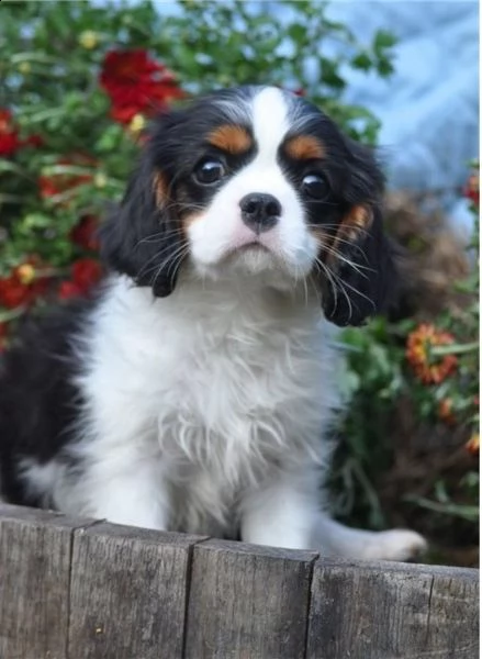  regalo cavalier king cuccioli meravigliosi ! 