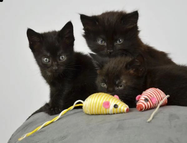 bellissimi gattini del  bombay  carini e sani, disponibili per l'adozione.