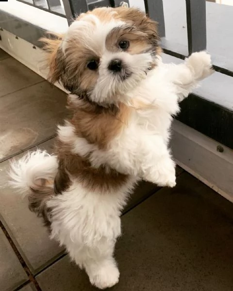 regalo bellissimi cuccioli allevati shih-tzu, colore bianco e nero.