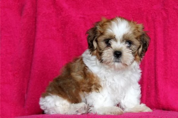 regalo cuccioli shih tzu