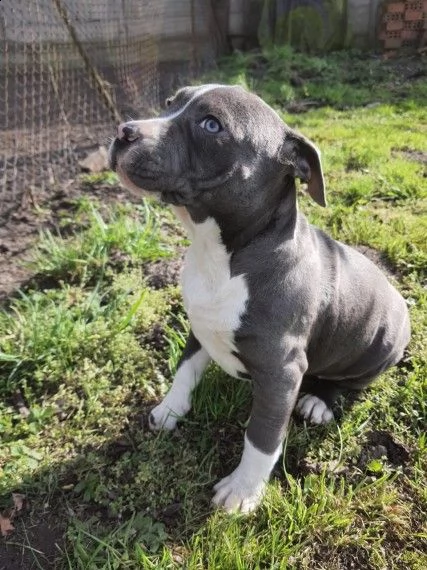 meravigliosi cuccioli amstaff blue  | Foto 2