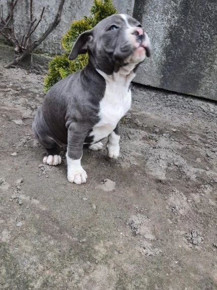 meravigliosi cuccioli amstaff blue  | Foto 1