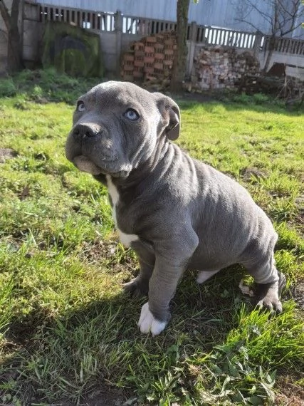 meravigliosi cuccioli amstaff blue  | Foto 0