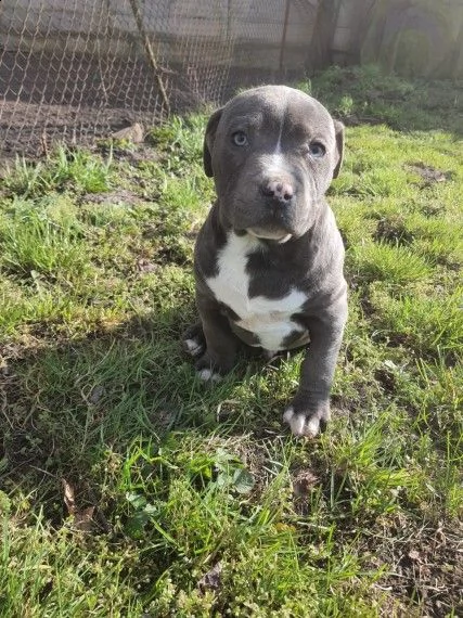 meravigliosi cuccioli amstaff blue 