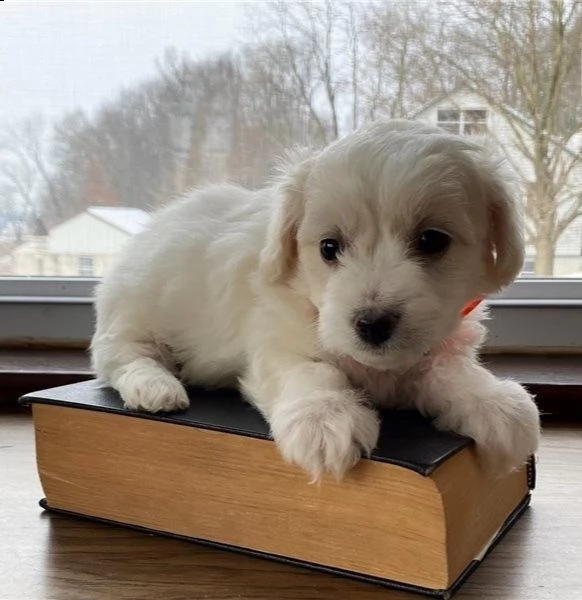 regalo  bichon cuccioli meravigliosi ! 