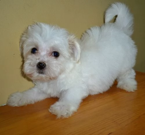 email : ameliajefferson80[at]gmail[.com] offro in adozione cucciolo 2 bichon maltaise cuccioli disponibil