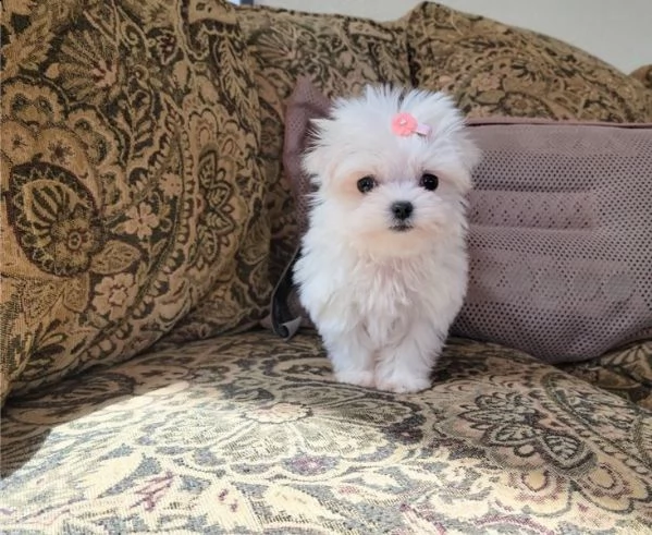 regalo maltese  cuccioli meravigliosi ! 