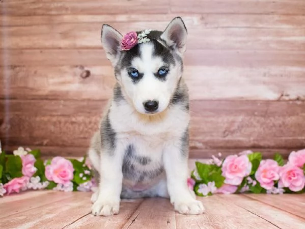 regalo cuccioli di husky siberiano  maschi e femmina.  