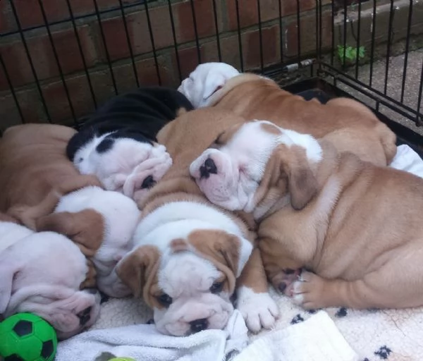 regalo cuccioli bulldog inglese per l'adozione