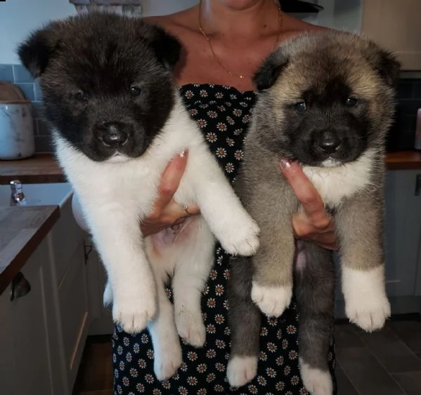 regalo cuccioli di akita inu 