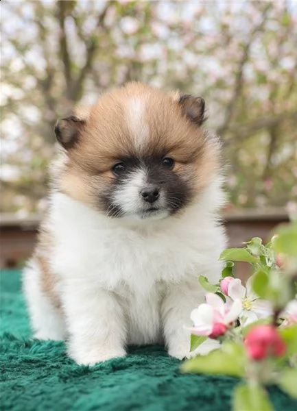  regalo pomerania cuccioli (maschio e femmina)