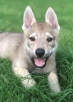 cuccioli di cane lupo cecoslovacco | Foto 0