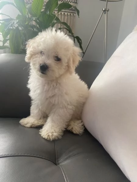 piccola taglia bellissimi bichon frise | Foto 0