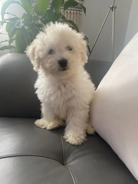 piccola taglia bellissimi bichon frise