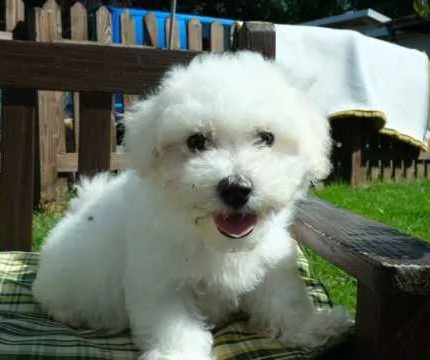 cucciolo bichon frise