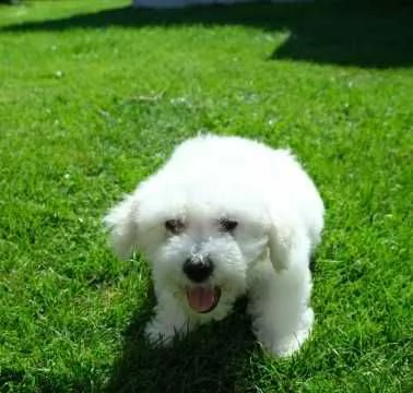 cucciolo bichon frise | Foto 0