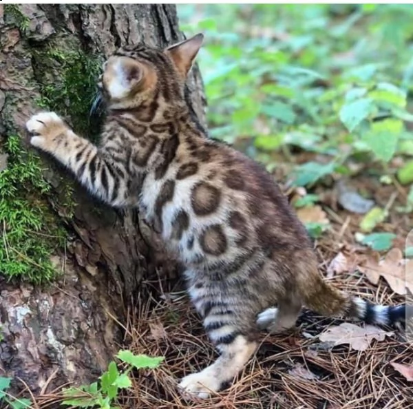 gattini del bengala in vendita. cerchi un nuovo amico di famiglia? abbiamo per te 2 gattini bengala  | Foto 0