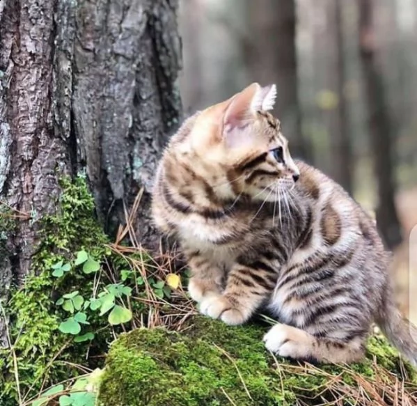 gattini del bengala in vendita. cerchi un nuovo amico di famiglia? abbiamo per te 2 gattini bengala 