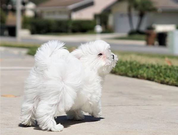 regalo maltese cuccioli meravigliosi ! 