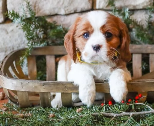 regalo cavalier king cuccioli meravigliosi ! 