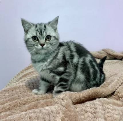 british shorthair blue e silver | Foto 3