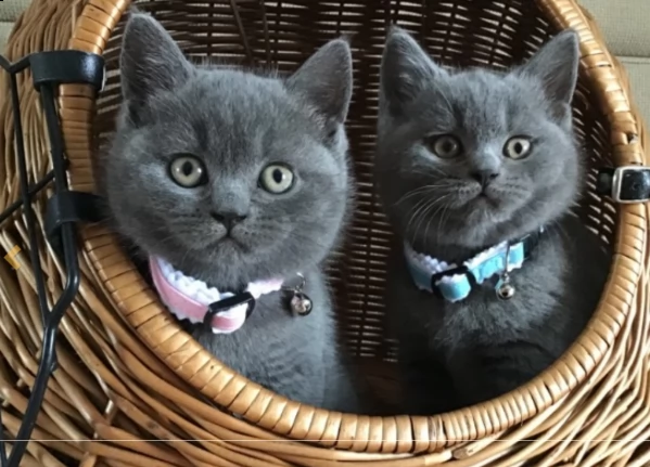 british shorthair blue e silver